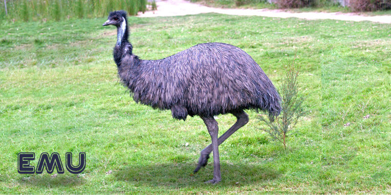 Wildlife in Australia List - Emu