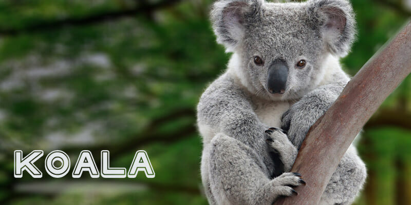 Wildlife in Australia List - Koala