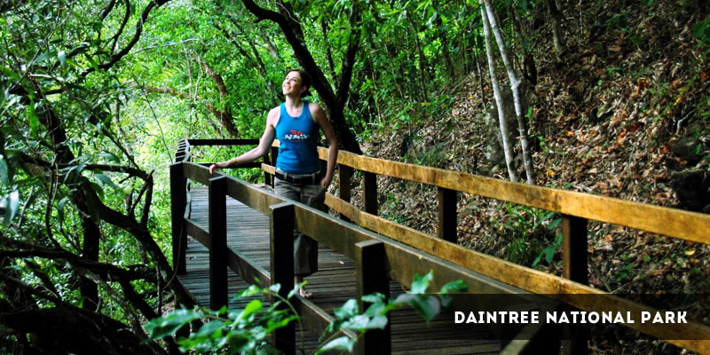 Daintree National Park - Best Places to Visit in Australia