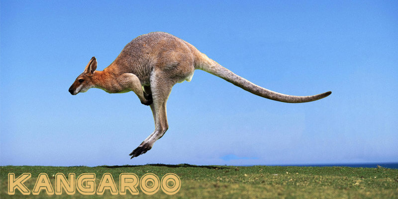 Wildlife in Australia List - Kangaroo